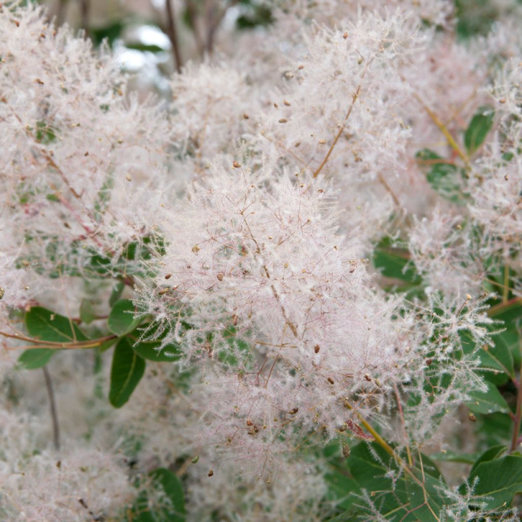 Cotinus coggygria (zaad)