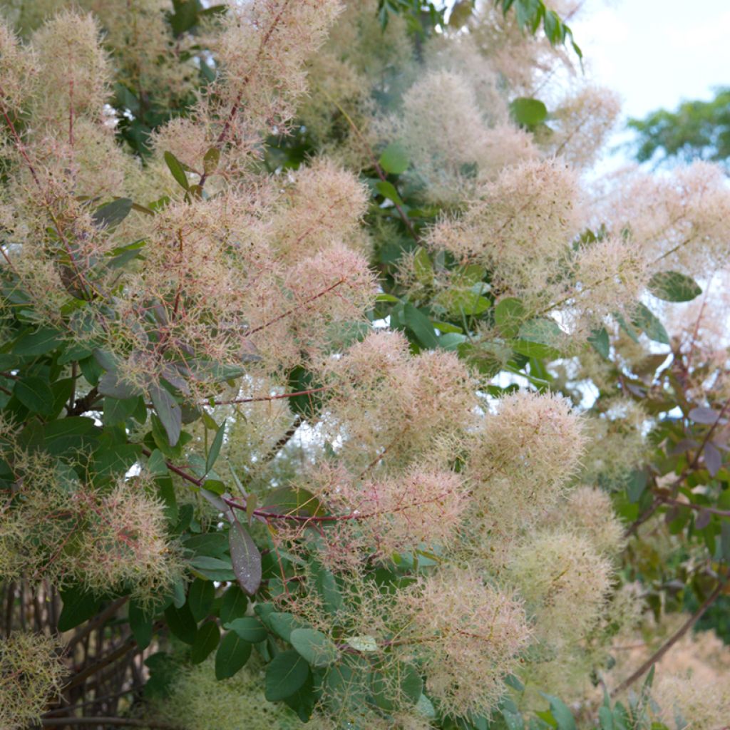 Cotinus coggygria (zaad)