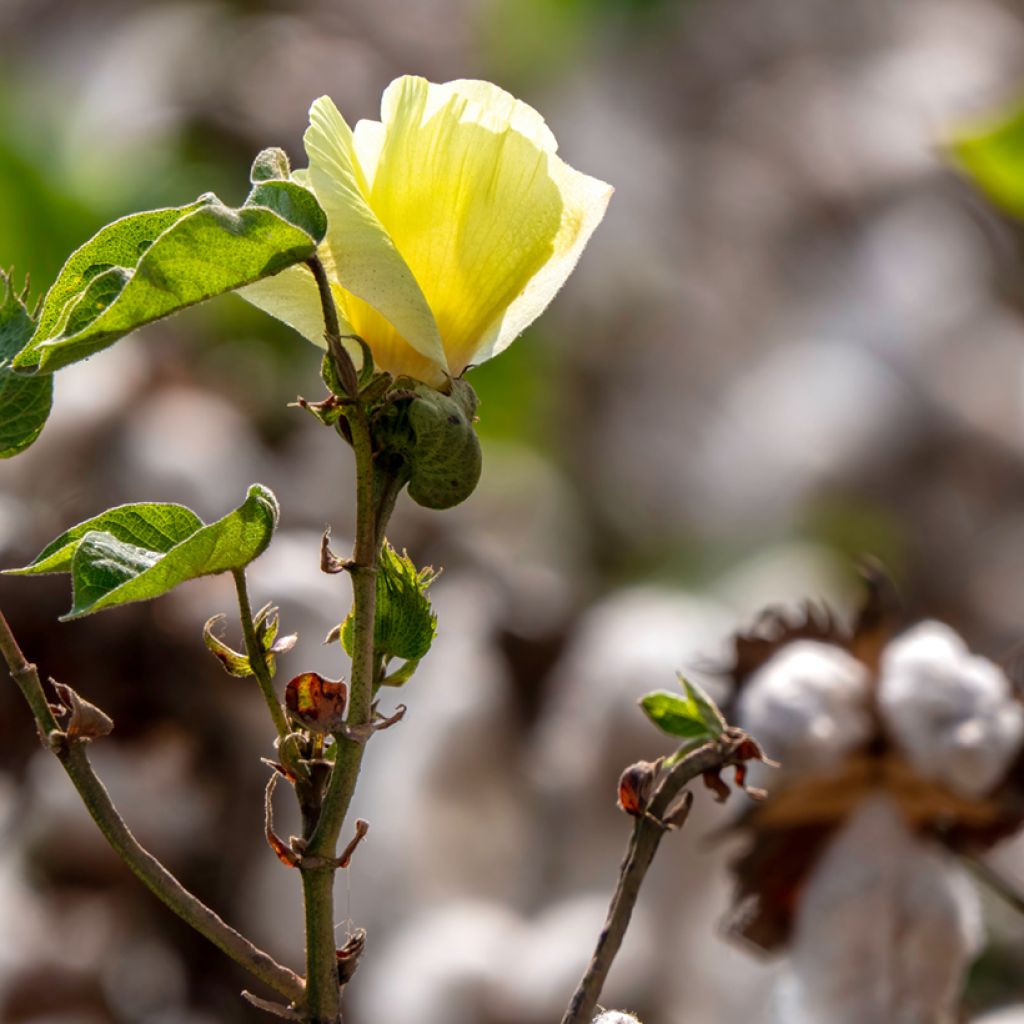Katoenplant (zaad) - Gossypium herbaceum