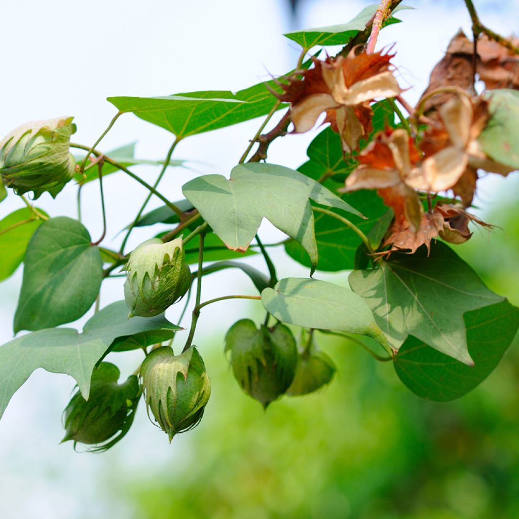 Katoenplant (zaad) - Gossypium herbaceum