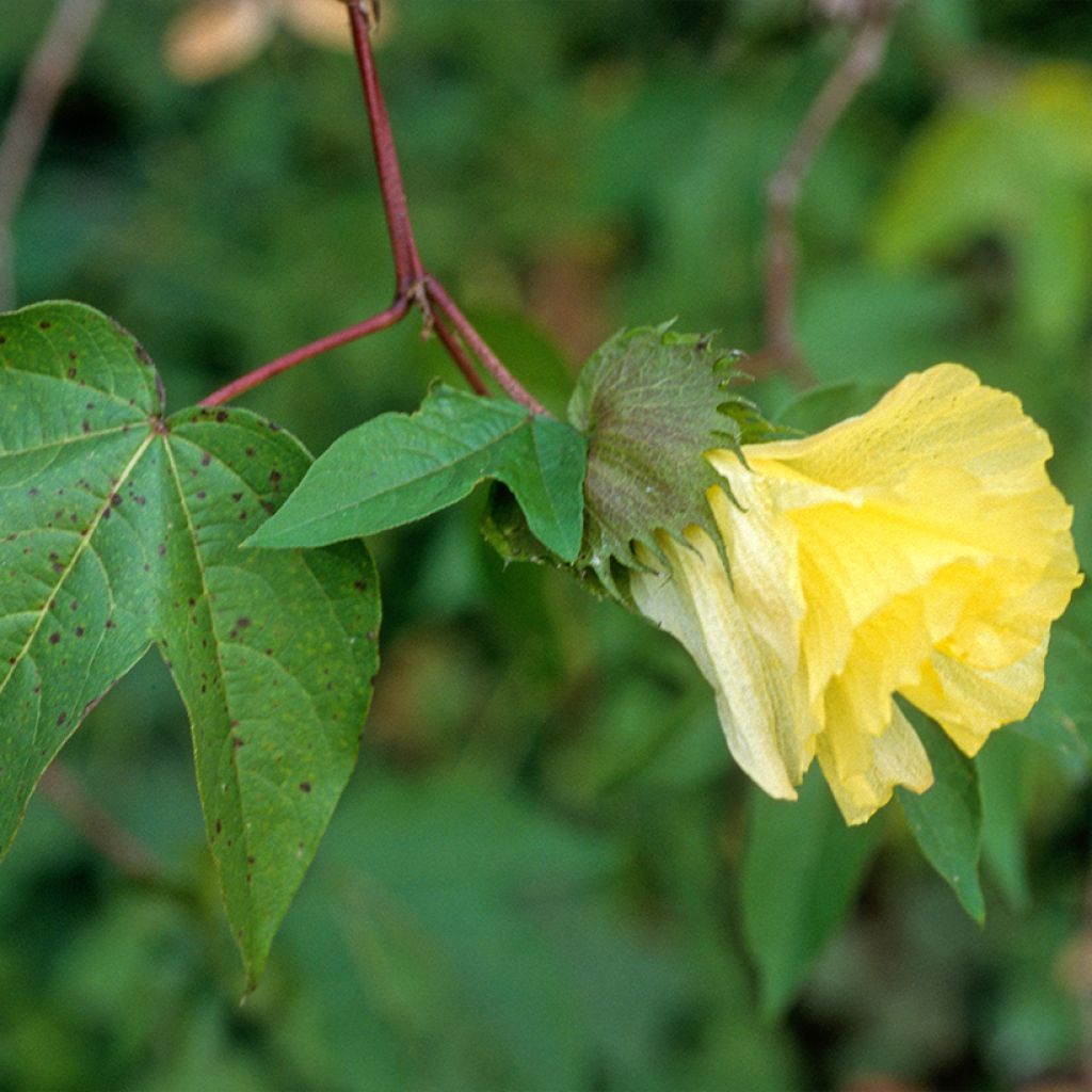 Katoenplant (zaad) - Gossypium herbaceum