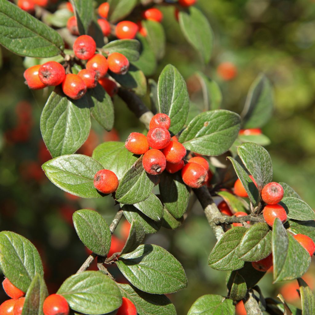 Cotoneaster franchetii (zaad)