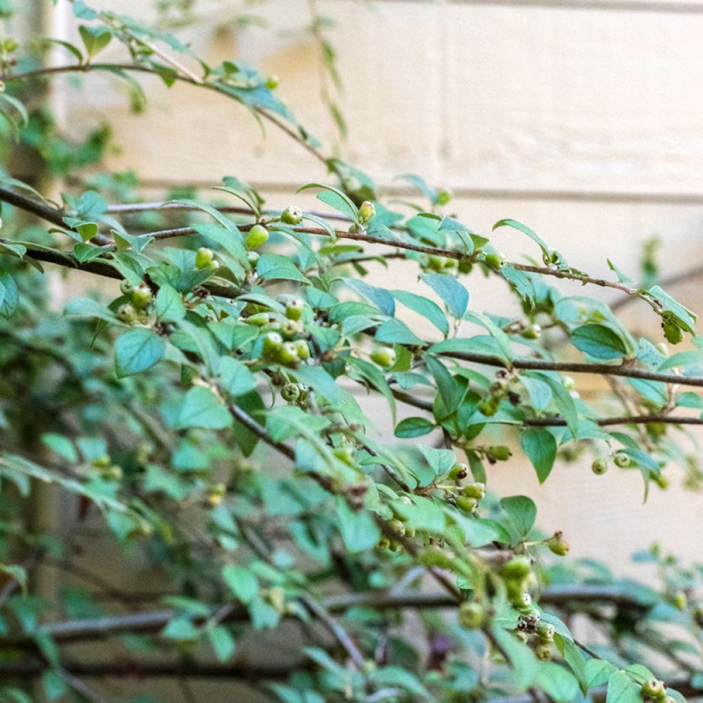 Cotoneaster franchetii (zaad)