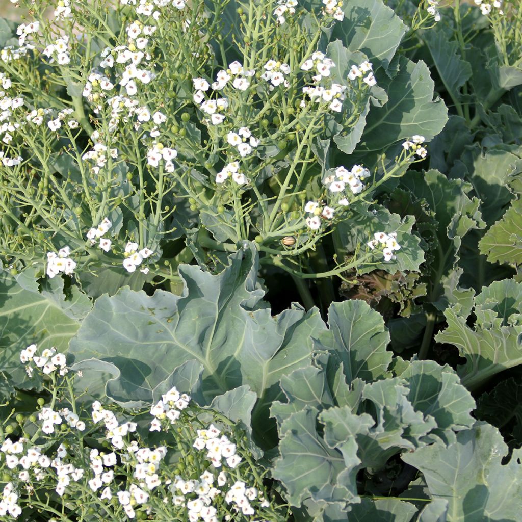Crambe maritima (zaad) - Zeekool