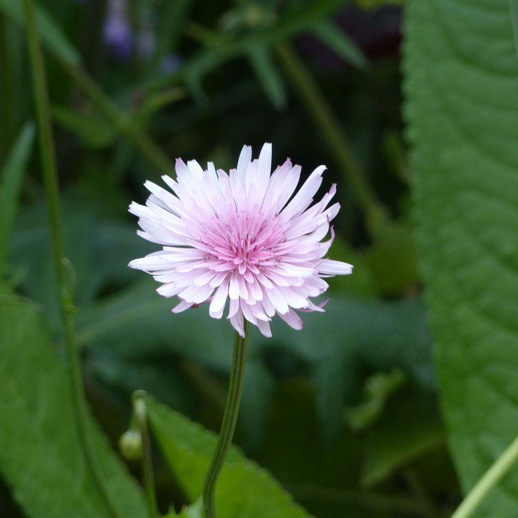 Crepis rubra (zaad) - Streepzaad