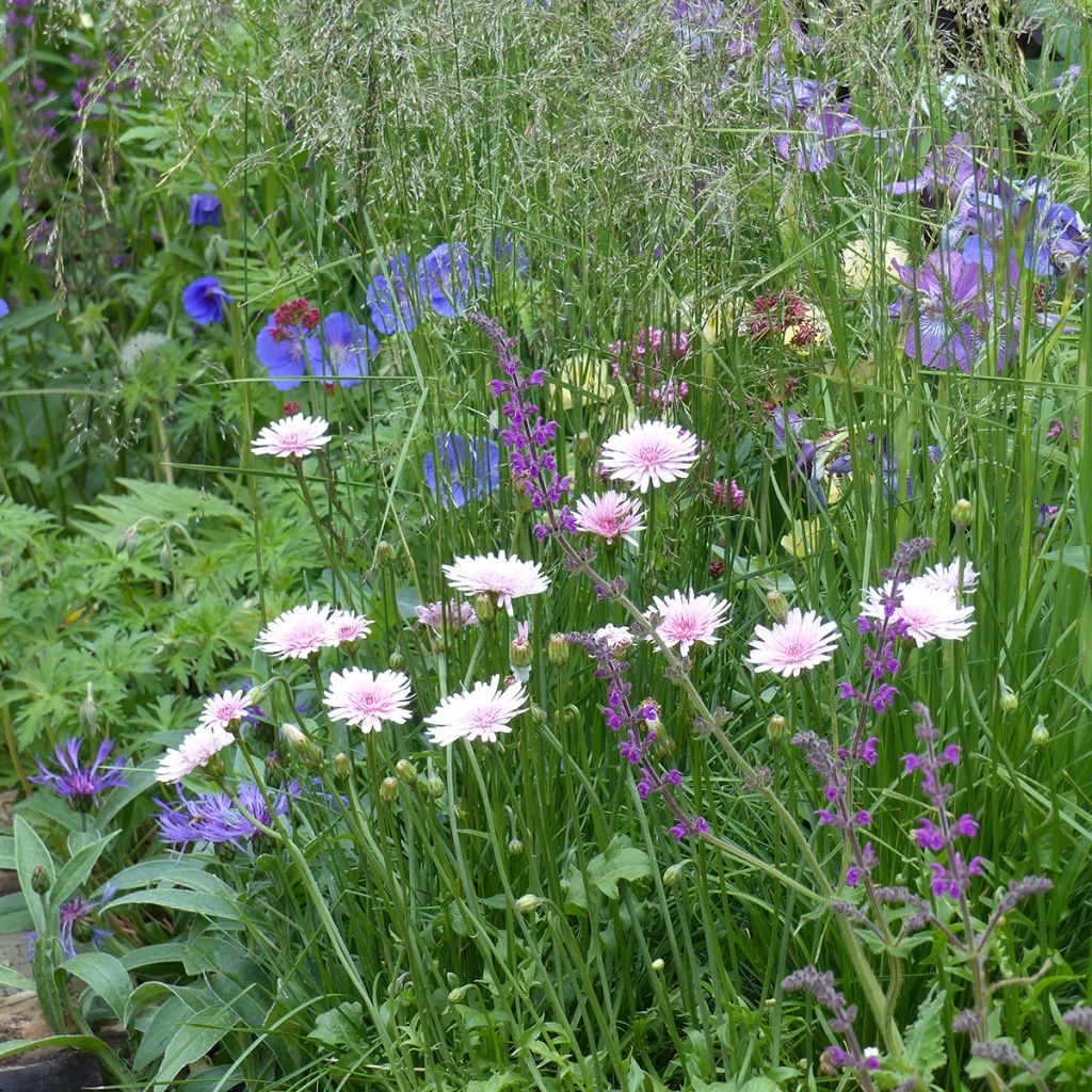Crepis rubra (zaad) - Streepzaad