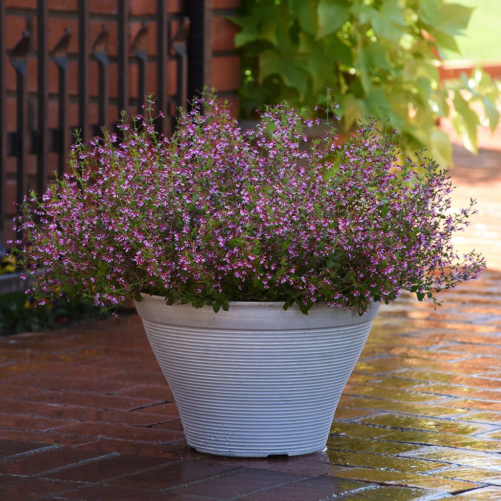 Cuphea Pink Shimmer (zaad)