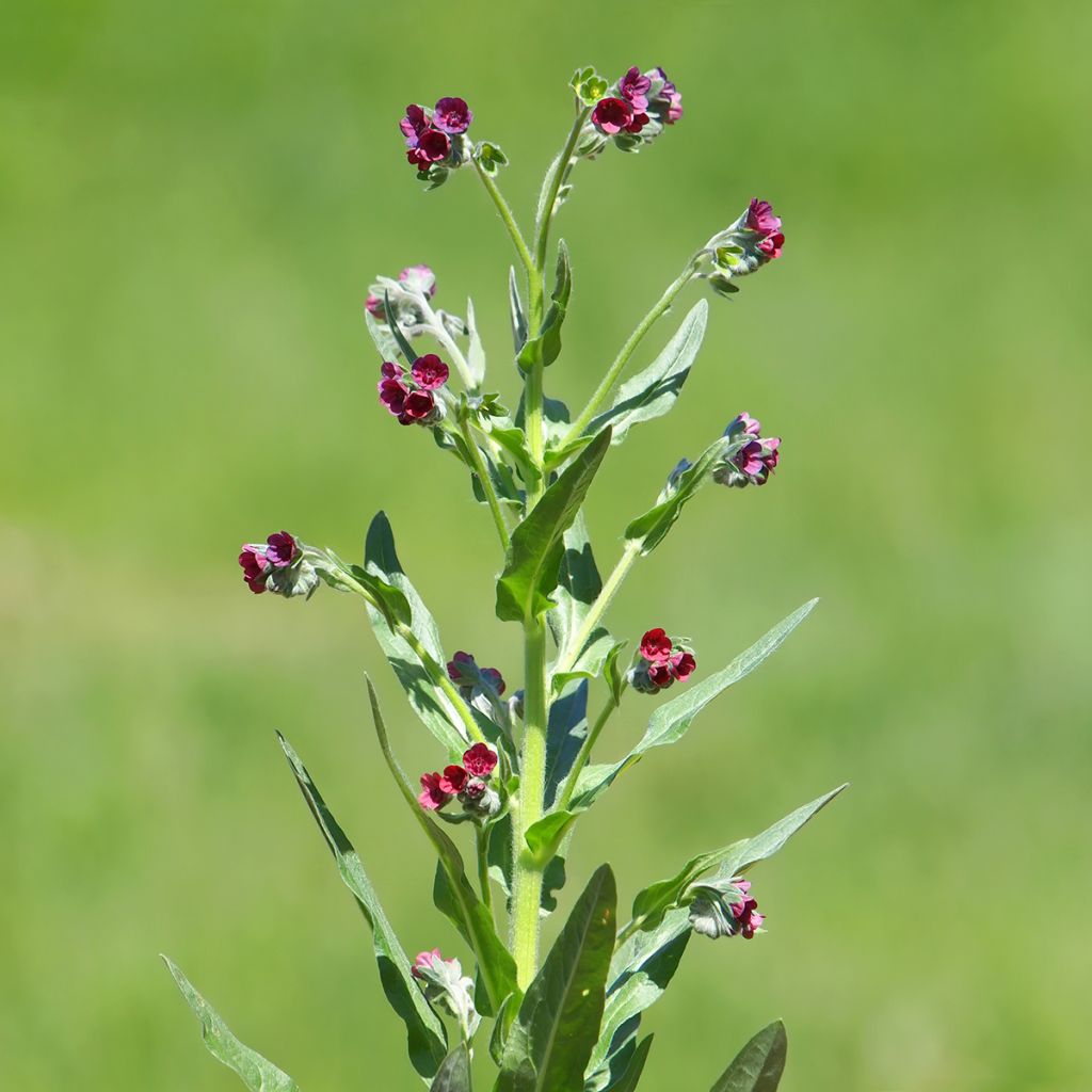 Cynoglossum officinale (zaad) - Veldhondstong