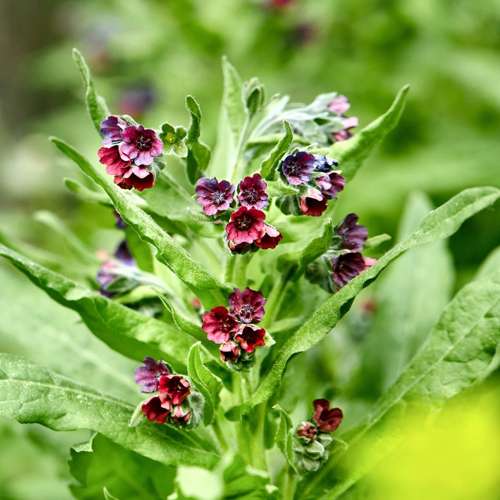 Cynoglossum officinale (zaad) - Veldhondstong