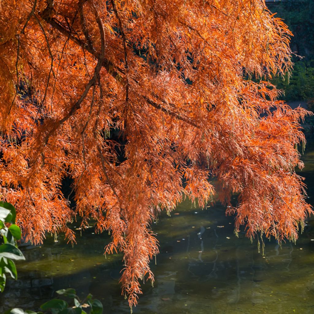 Taxodium distichum (zaad) - Moerascipres