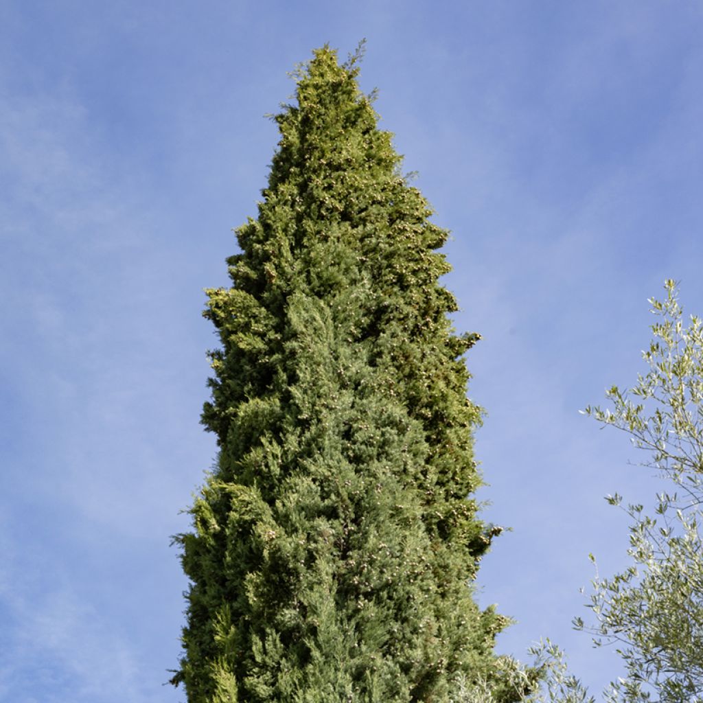 Cupressus sempervirens (zaad) - Italiaanse cipres