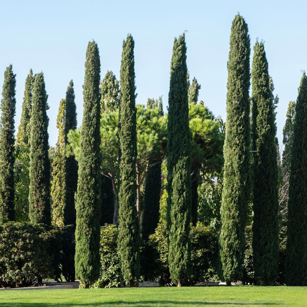 Cupressus sempervirens (zaad) - Italiaanse cipres