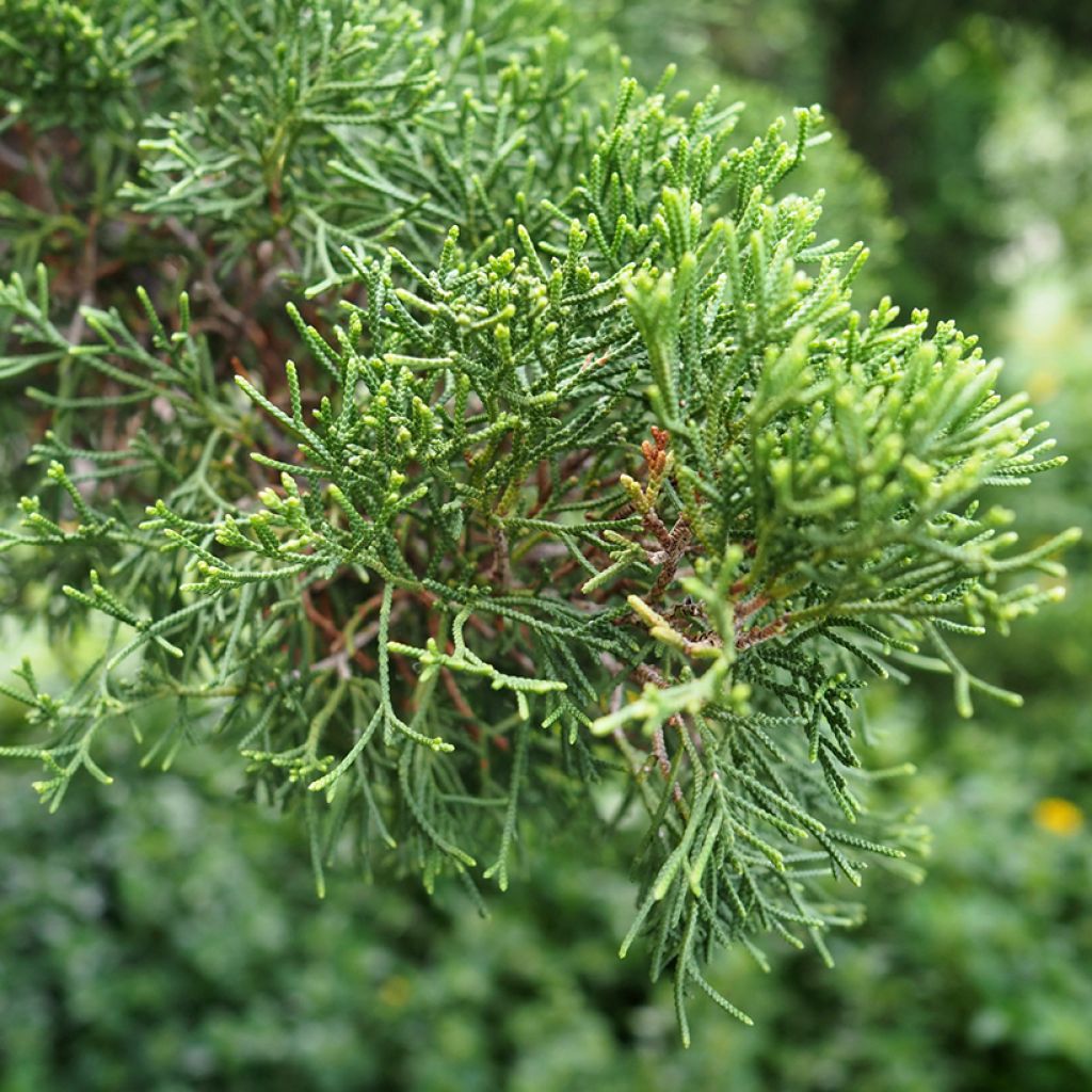 Cupressus sempervirens (zaad) - Italiaanse cipres