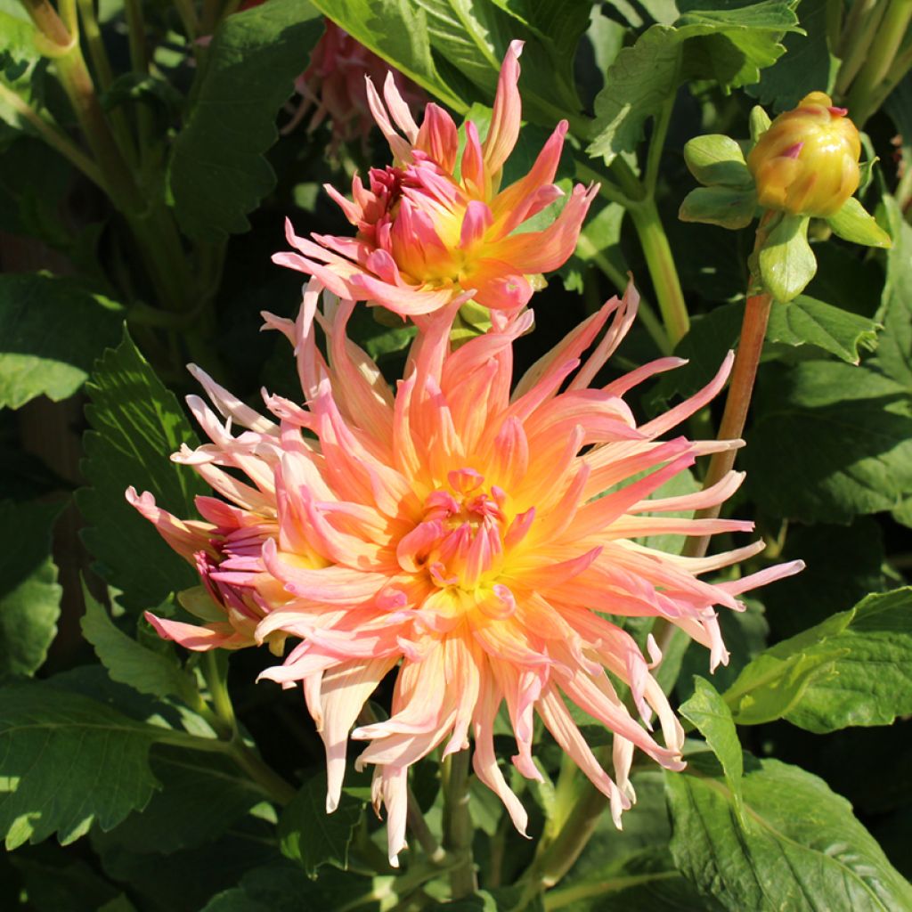 Dahlia Cactus Hybrids Mix (zaad)