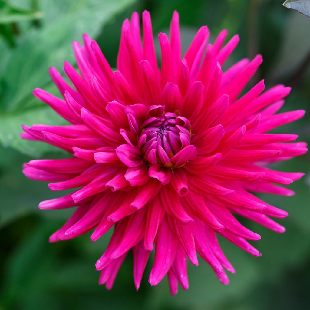 Dahlia Cactus Hybrids Mix (zaad)