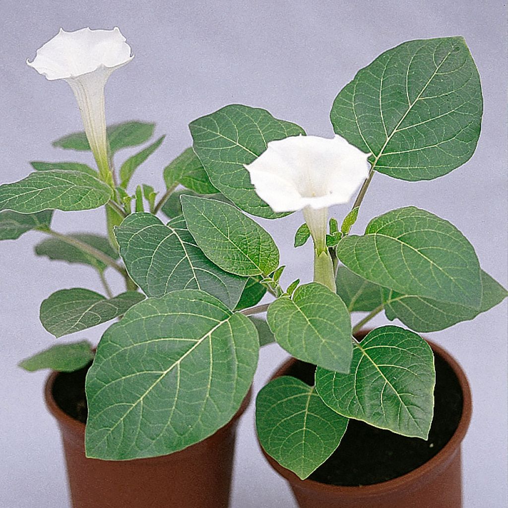 Datura metel Belle Blanche (zaad) - Doornappel