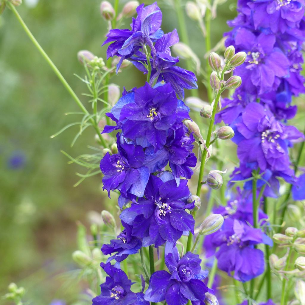 Ridderspoor Imperial QIS Dark Blue (zaad) - Delphinium consolida