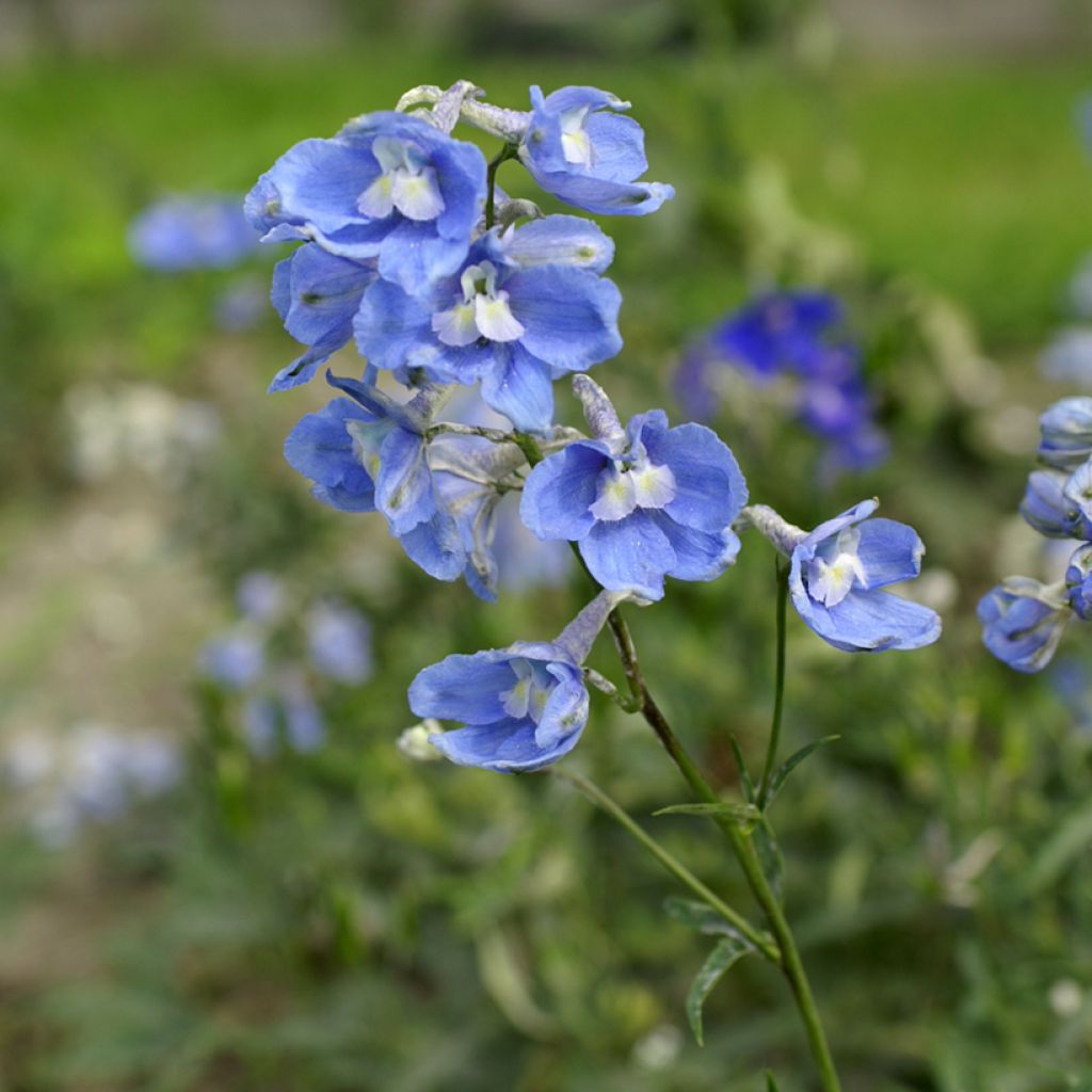 Delphinium belladonna Cliveden Beauty (zaad) - Ridderspoor