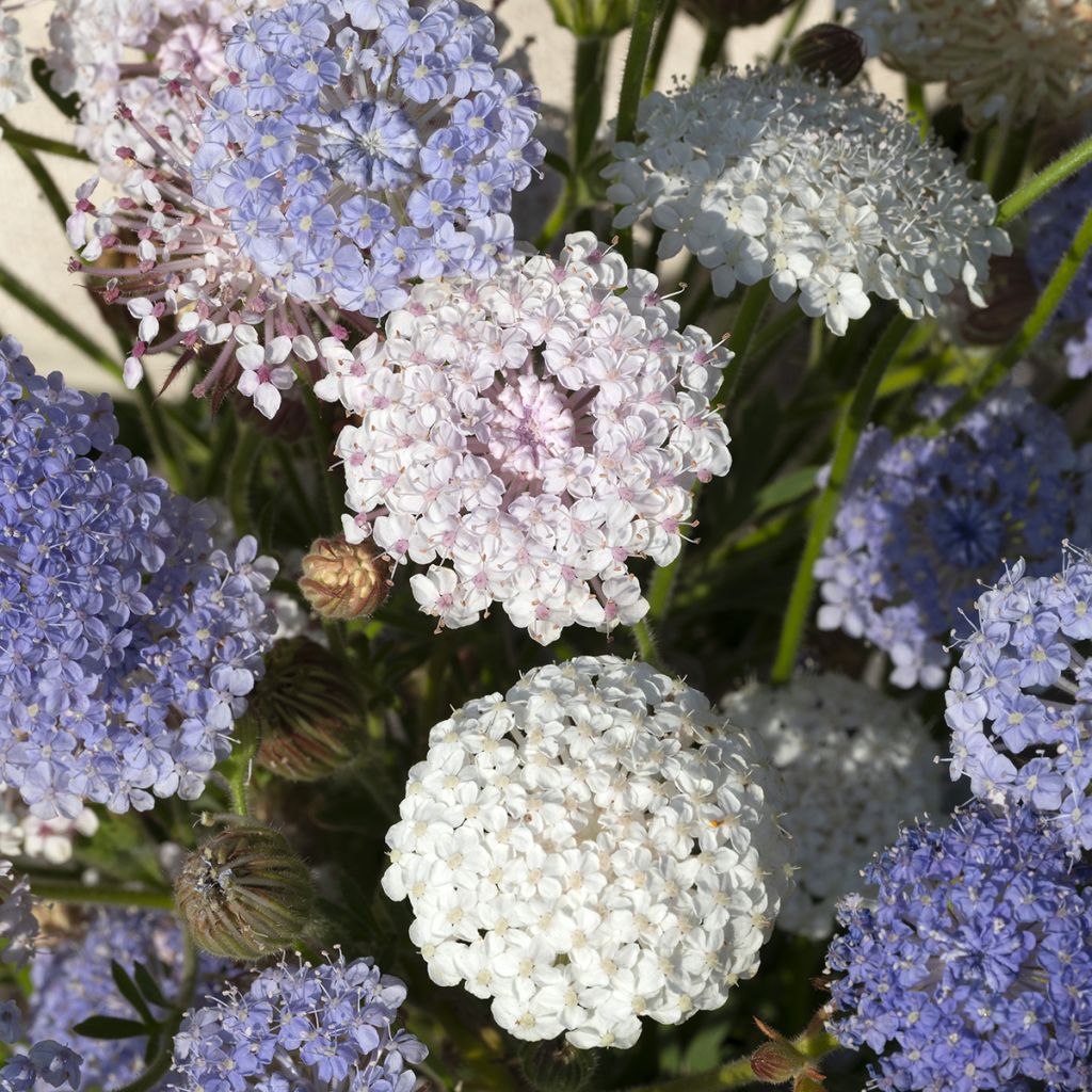 Didiscus caeruleus Lace Heavenly Umbels (zaad) - Trachymene blauw