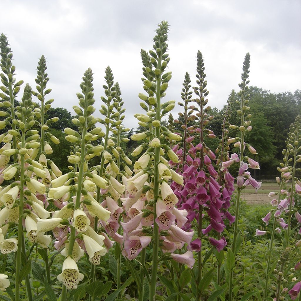 Digitalis purpurea Foxy Mix (zaad) - Vingerhoedskruid