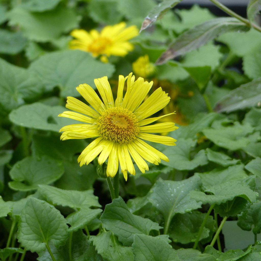 Doronicum caucasicum Little Leo (zaad) - Voorjaarszonnebloem