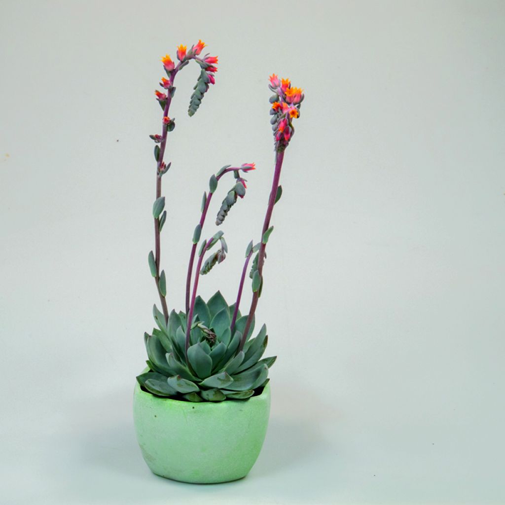 Echeveria peacockii Urban Orange (zaad) - Mexicaanse sneeuwbal