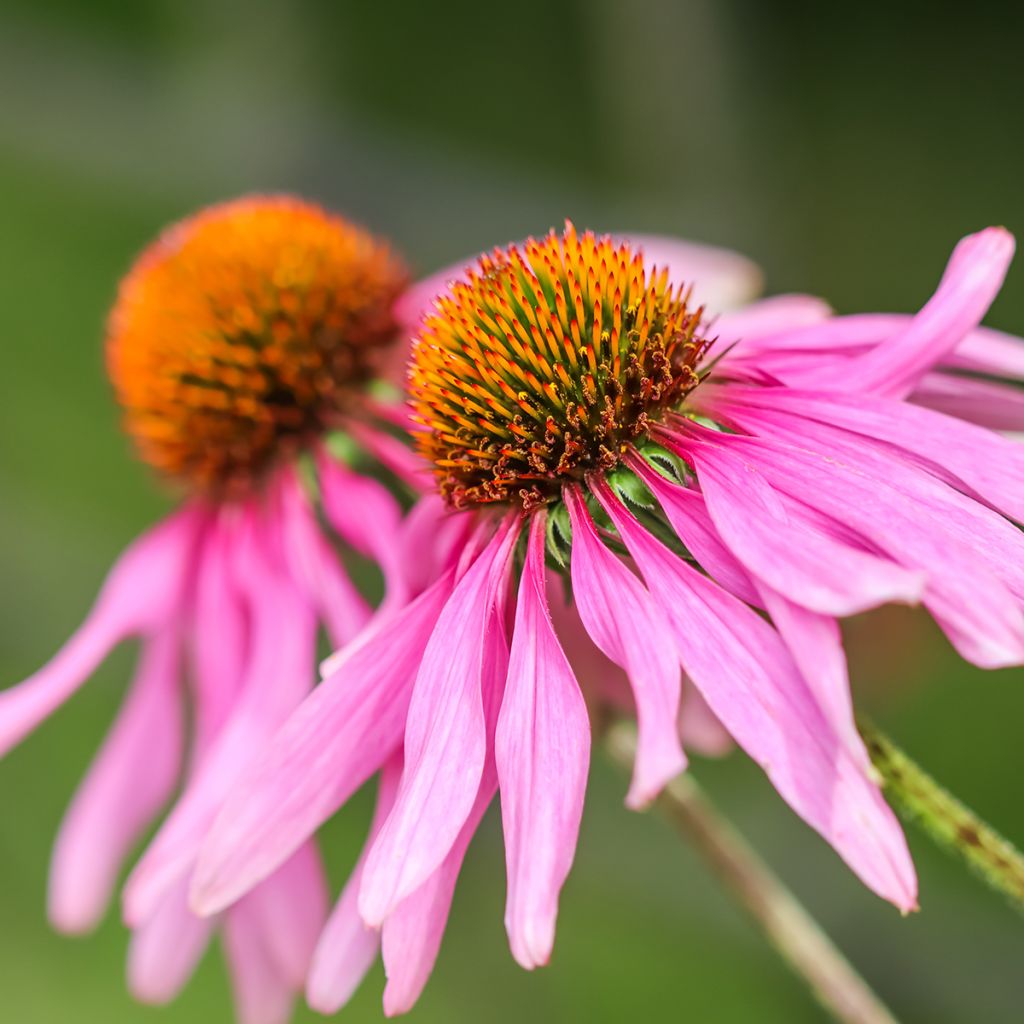 Echinacea purpurea Feeling Pink (zaad) - Rode zonnehoed