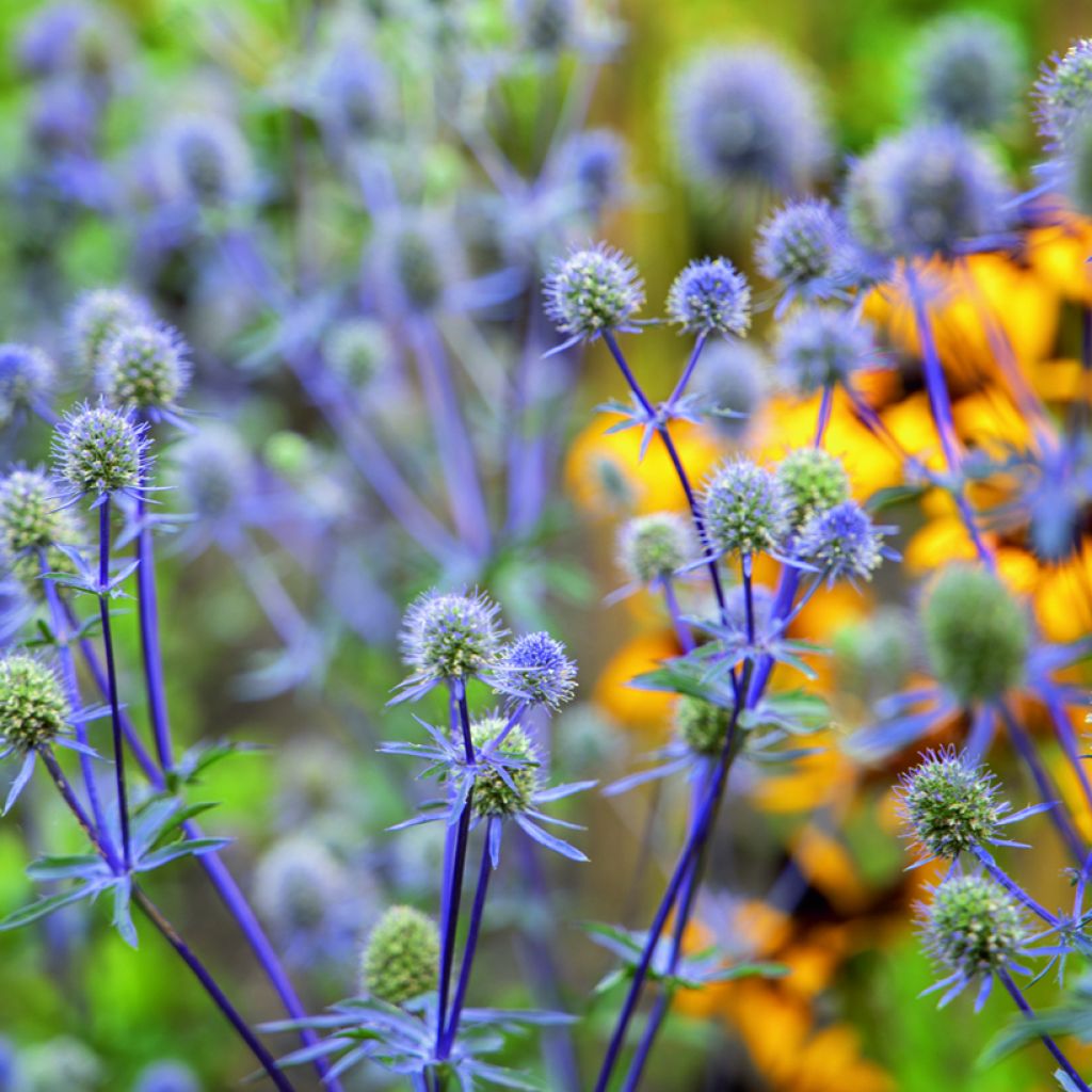 Eryngium planum Blue Glitter (zaad) - Vlakke kruisdistel