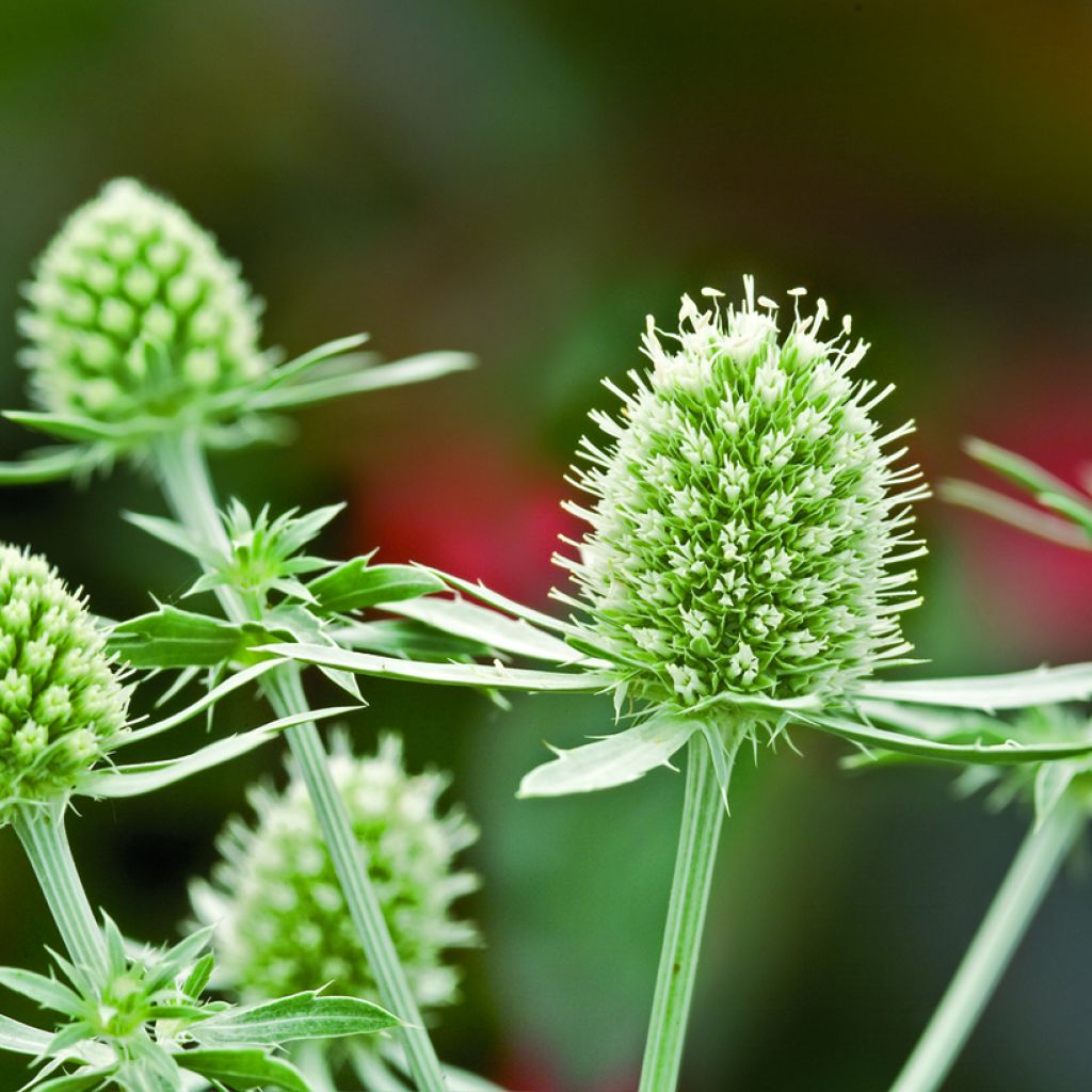 Eryngium planum White Glitter (zaad) - Vlakke kruisdistel
