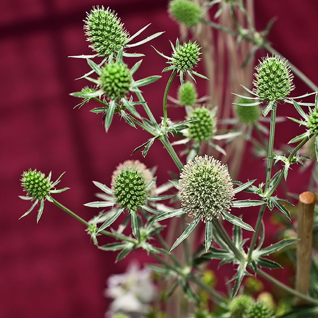 Eryngium planum White Glitter (zaad) - Vlakke kruisdistel