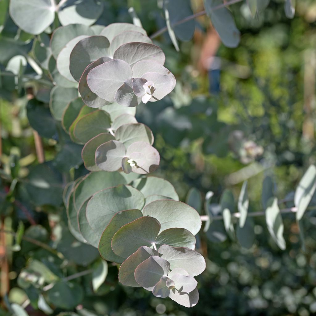 Eucalyptus cinerea Silver Dollar (zaad) - Gomboom