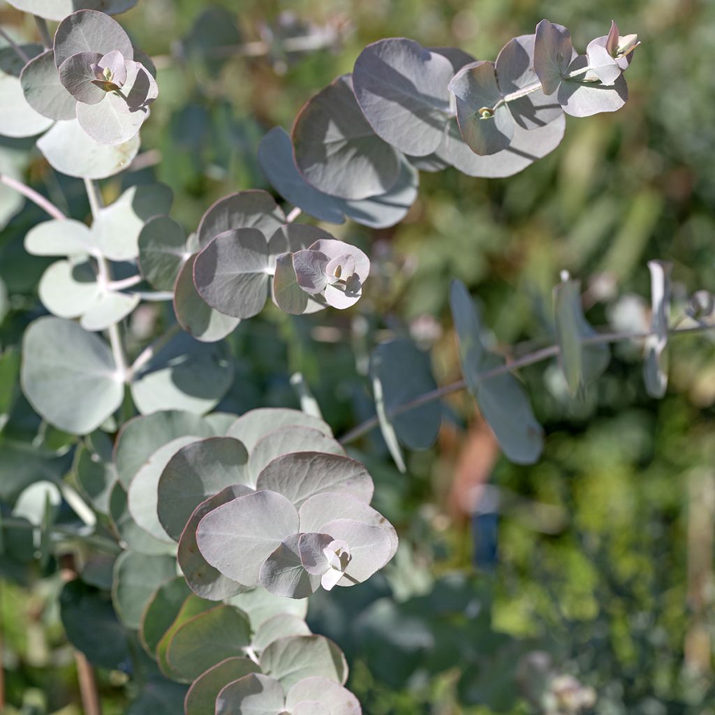 Eucalyptus cinerea Silver Dollar (zaad) - Gomboom