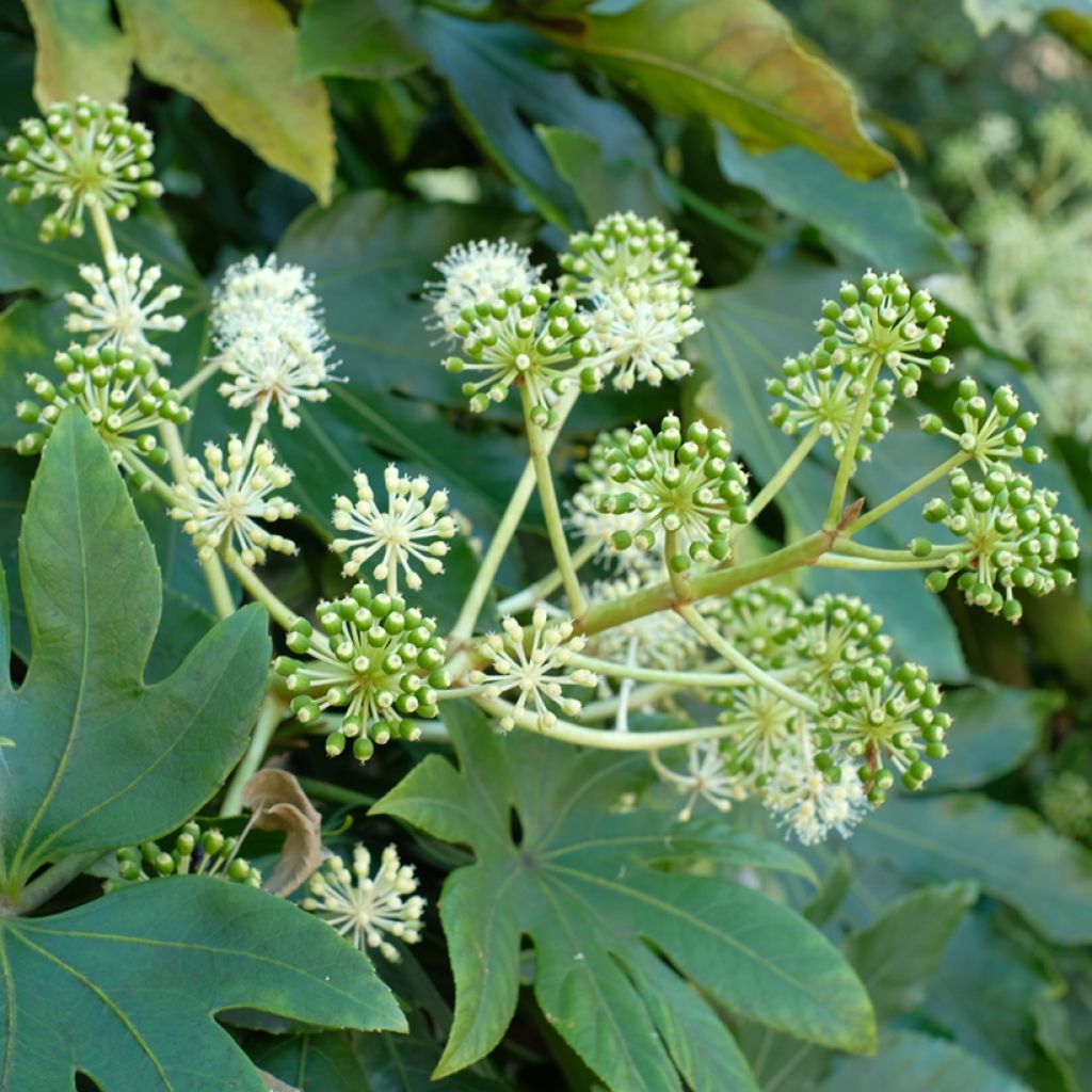 Fatsia japonica (zaad) - Vingerplant