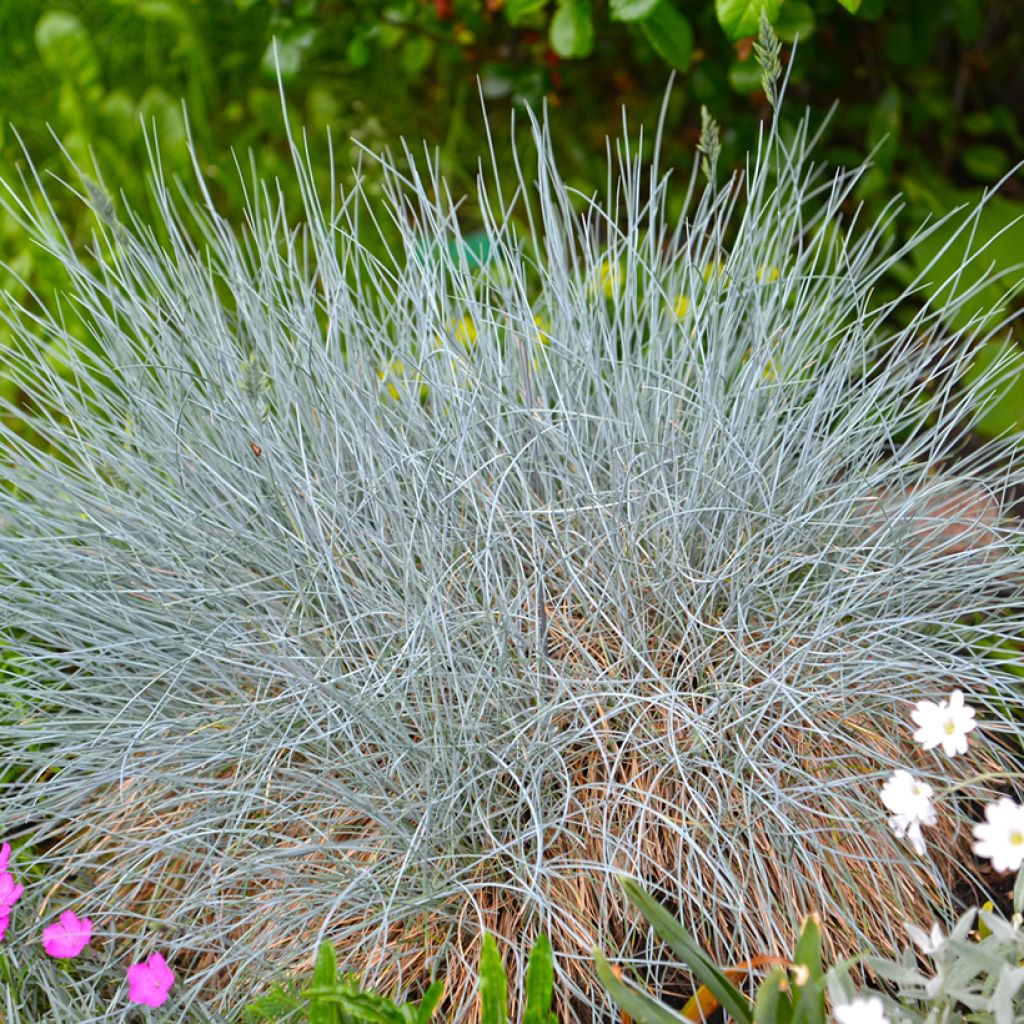Festuca glauca (zaad) - Blauwgras