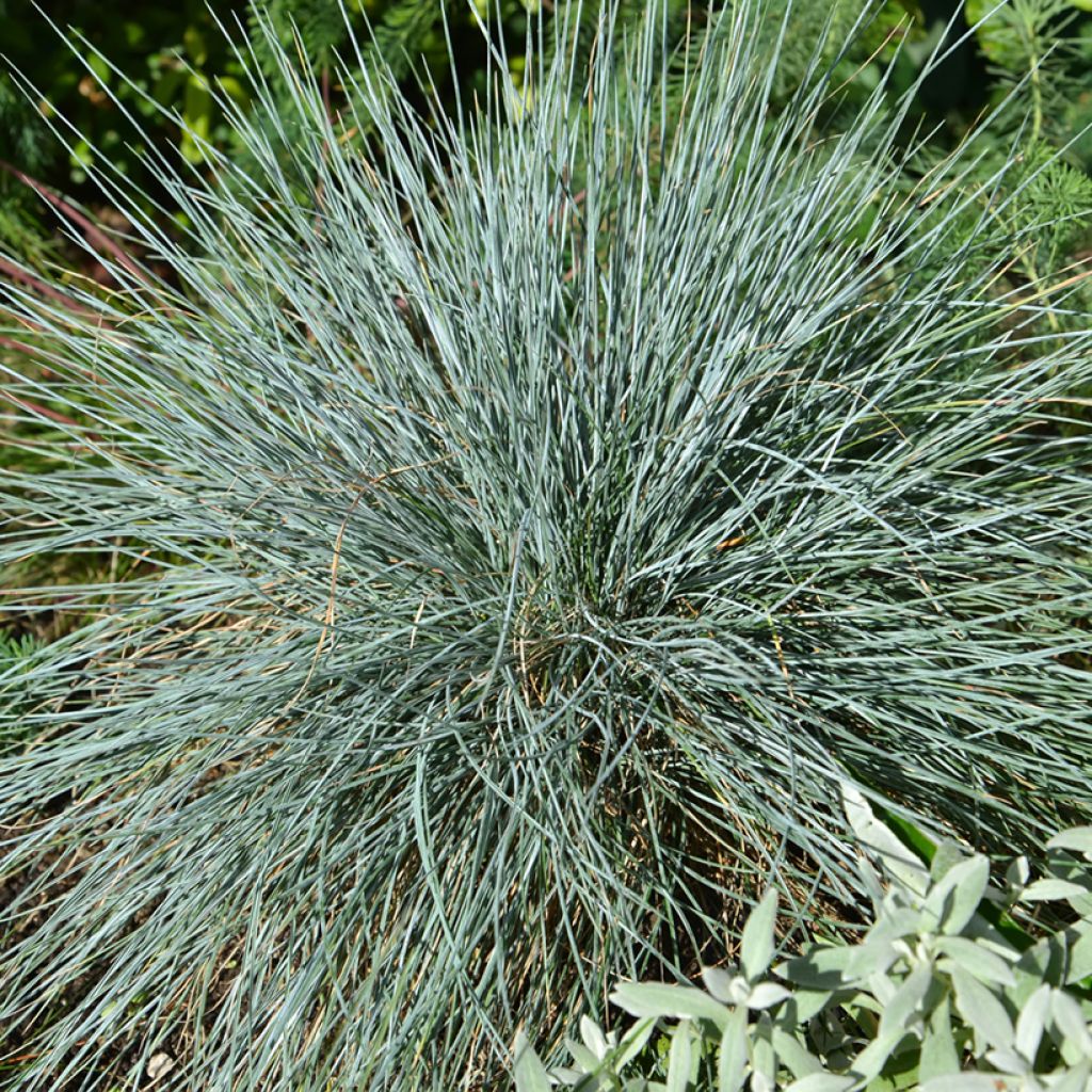 Festuca glauca (zaad) - Blauwgras