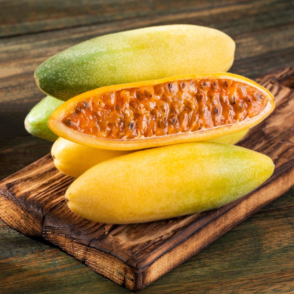 Passiflora tripartita var. mollissima (zaad) - Banaanpassiebloem