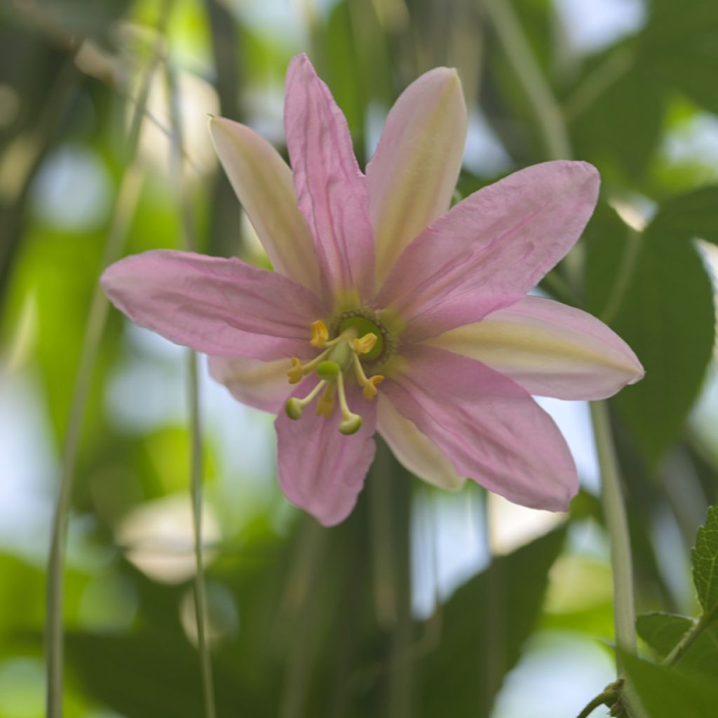 Passiflora tripartita var. mollissima (zaad) - Banaanpassiebloem