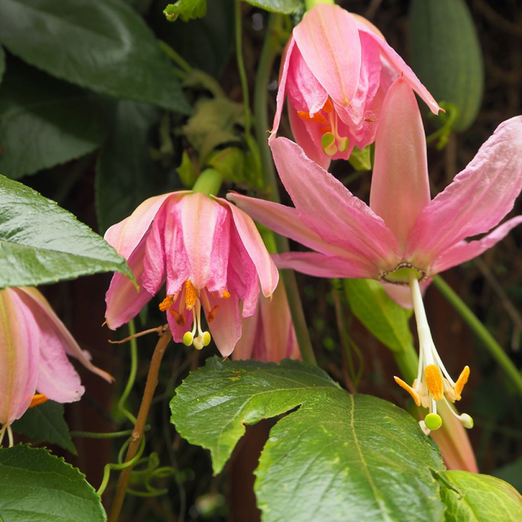 Passiflora tripartita var. mollissima (zaad) - Banaanpassiebloem