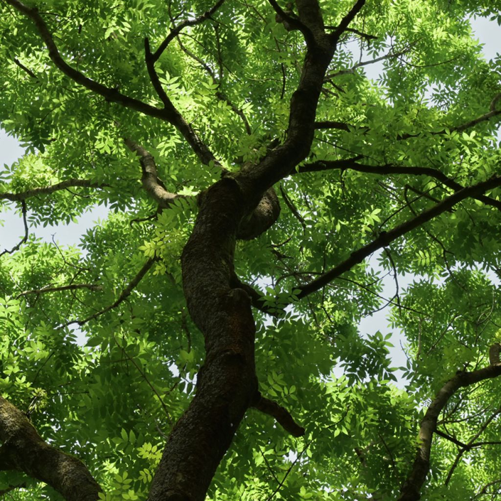 Fraxinus excelsior (zaad) - Gewone es