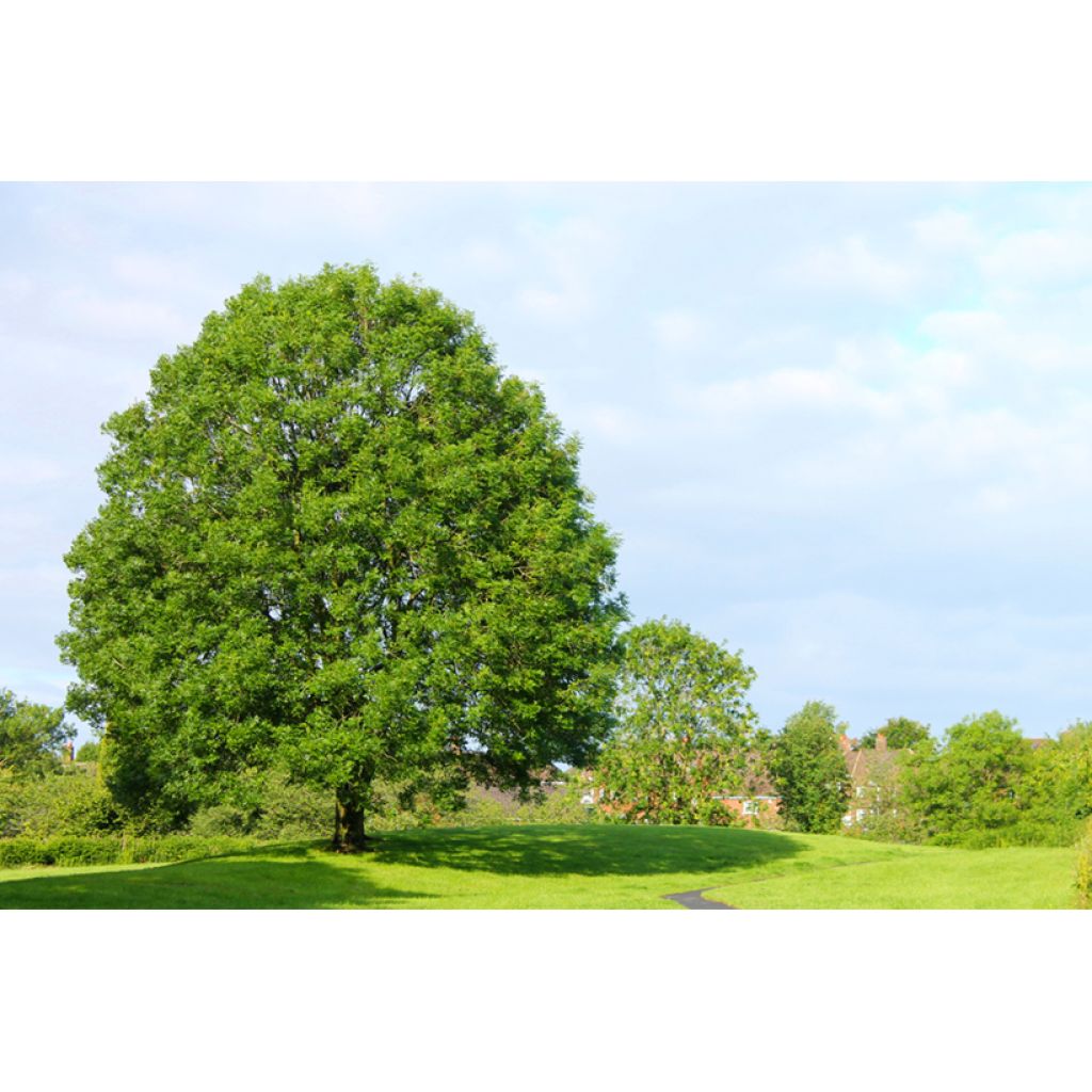 Fraxinus excelsior (zaad) - Gewone es