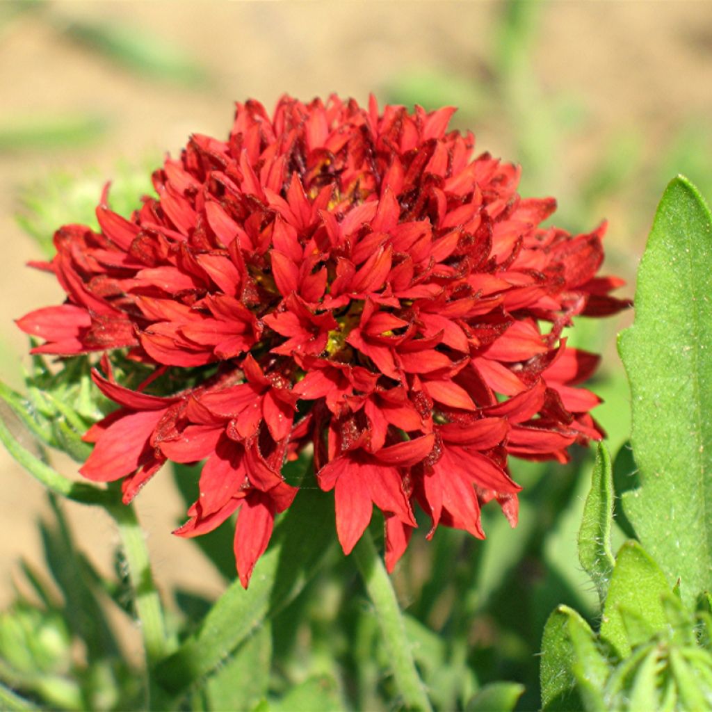 Gaillardia pulchella Red Plume (zaad) - Kokardebloem