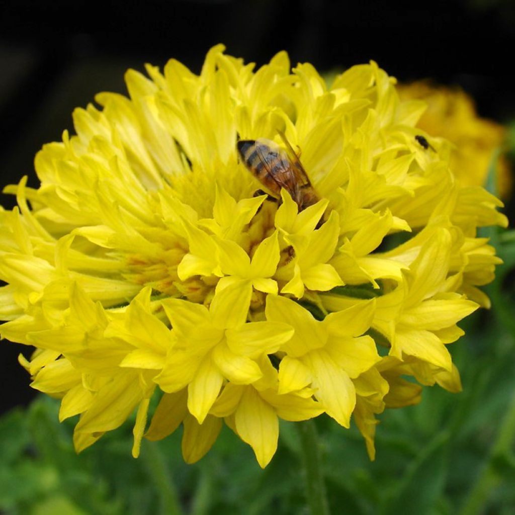 Gaillardia pulchella Yellow Plume (zaad) - Kokardebloem
