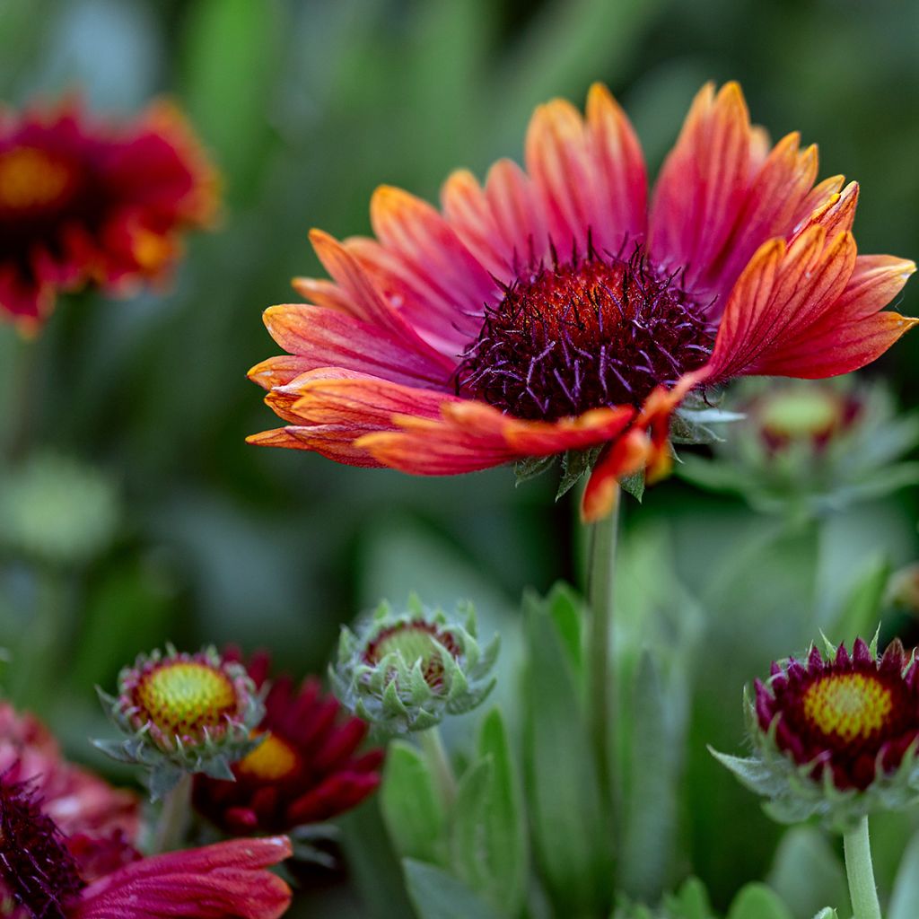 Gaillardia grandiflora Arizona Red Shades (zaad) - Kokardebloem