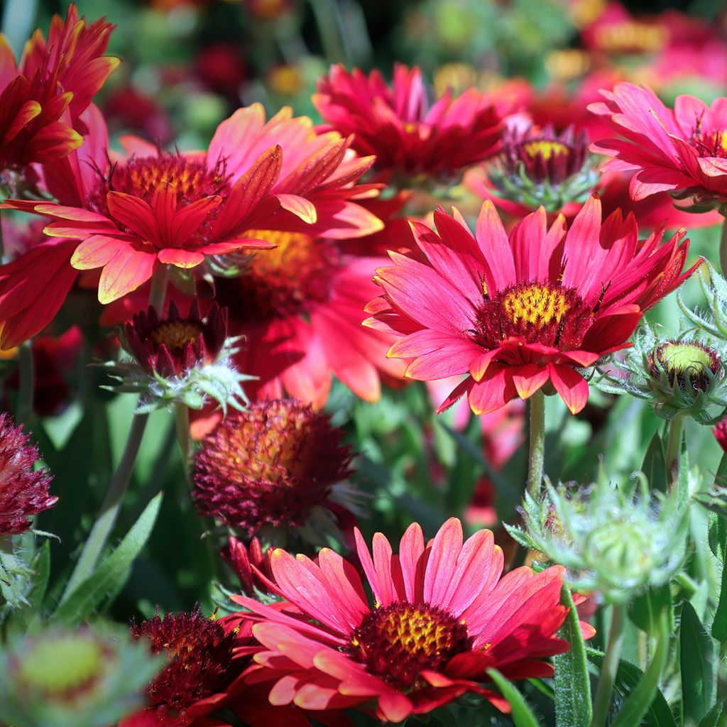Gaillardia grandiflora Arizona Red Shades (zaad) - Kokardebloem