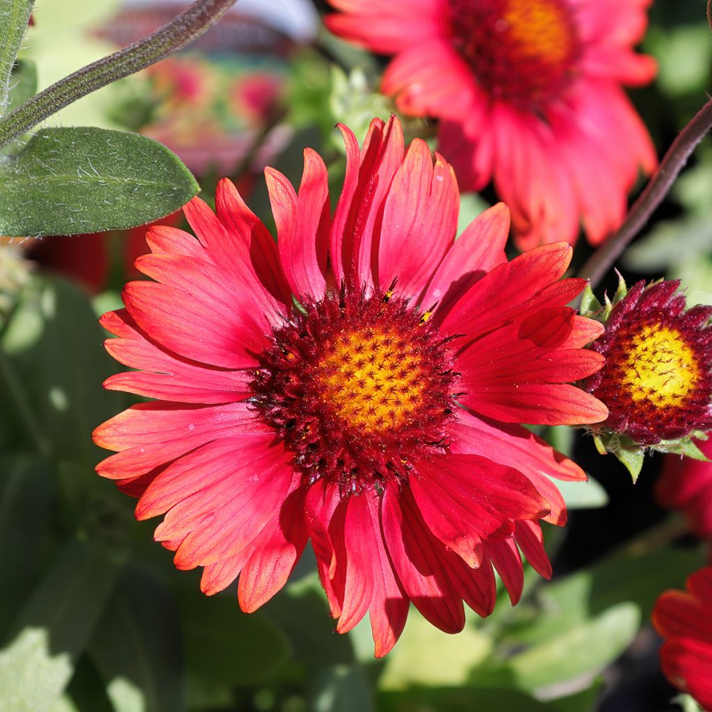 Gaillardia grandiflora Arizona Red Shades (zaad) - Kokardebloem