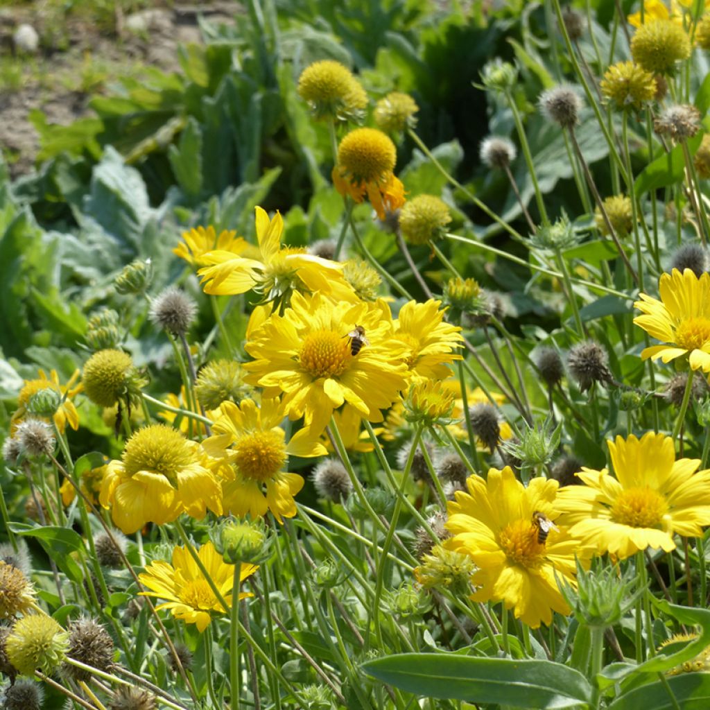 Gaillardia grandiflora Aurea Pura (zaad) - Kokardebloem
