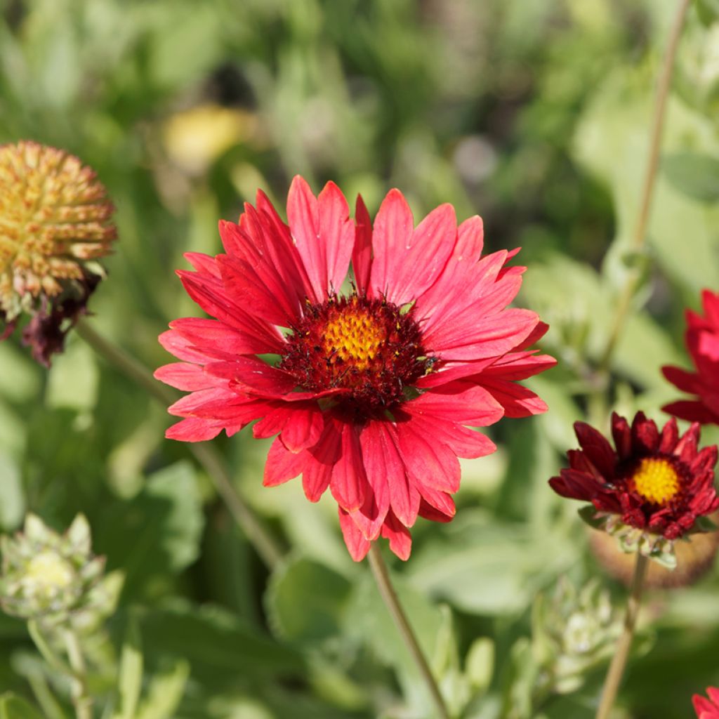 Gaillardia grandiflora Burgunder (zaad) - Kokardebloem
