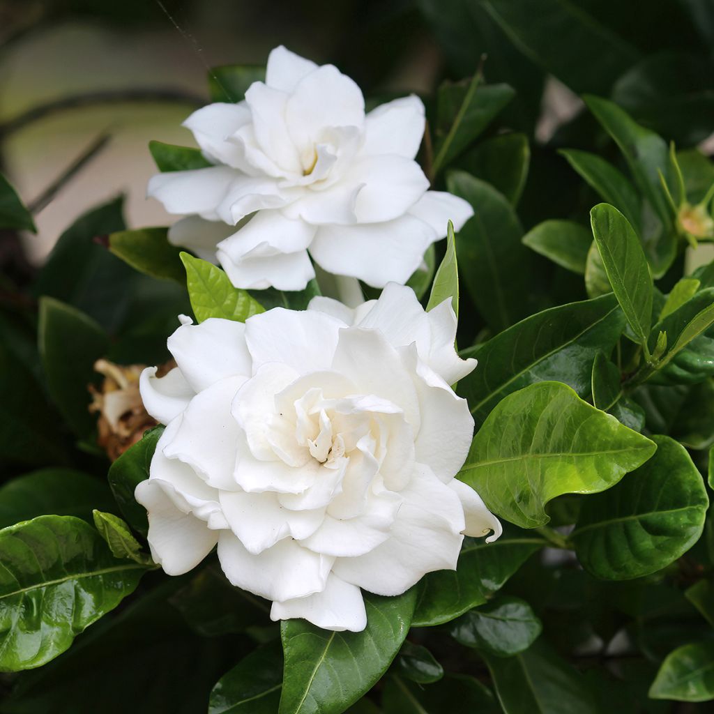 Gardenia jasminoides (zaad) - Kaapse jasmijn