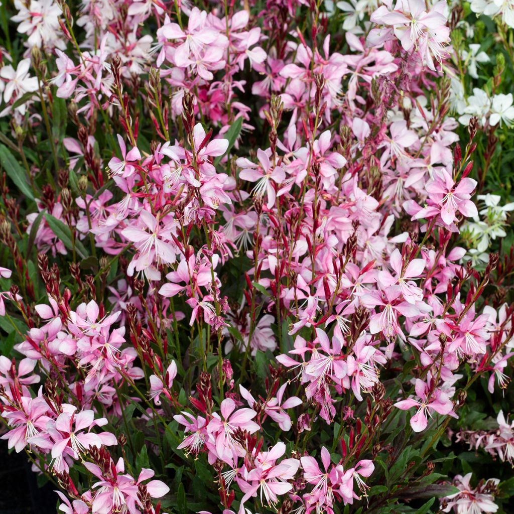 Gaura lindheimeri Emmeline Pink Bouquet (zaad) - Prachtkaars