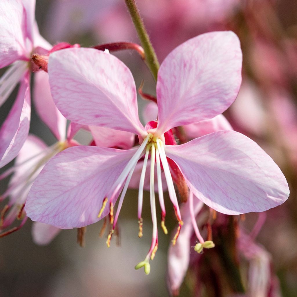 Gaura lindheimeri Emmeline Pink Bouquet (zaad) - Prachtkaars